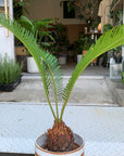 Sago Cycas（Zamia）ザミア