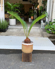 Sago Cycas（Zamia）ザミア