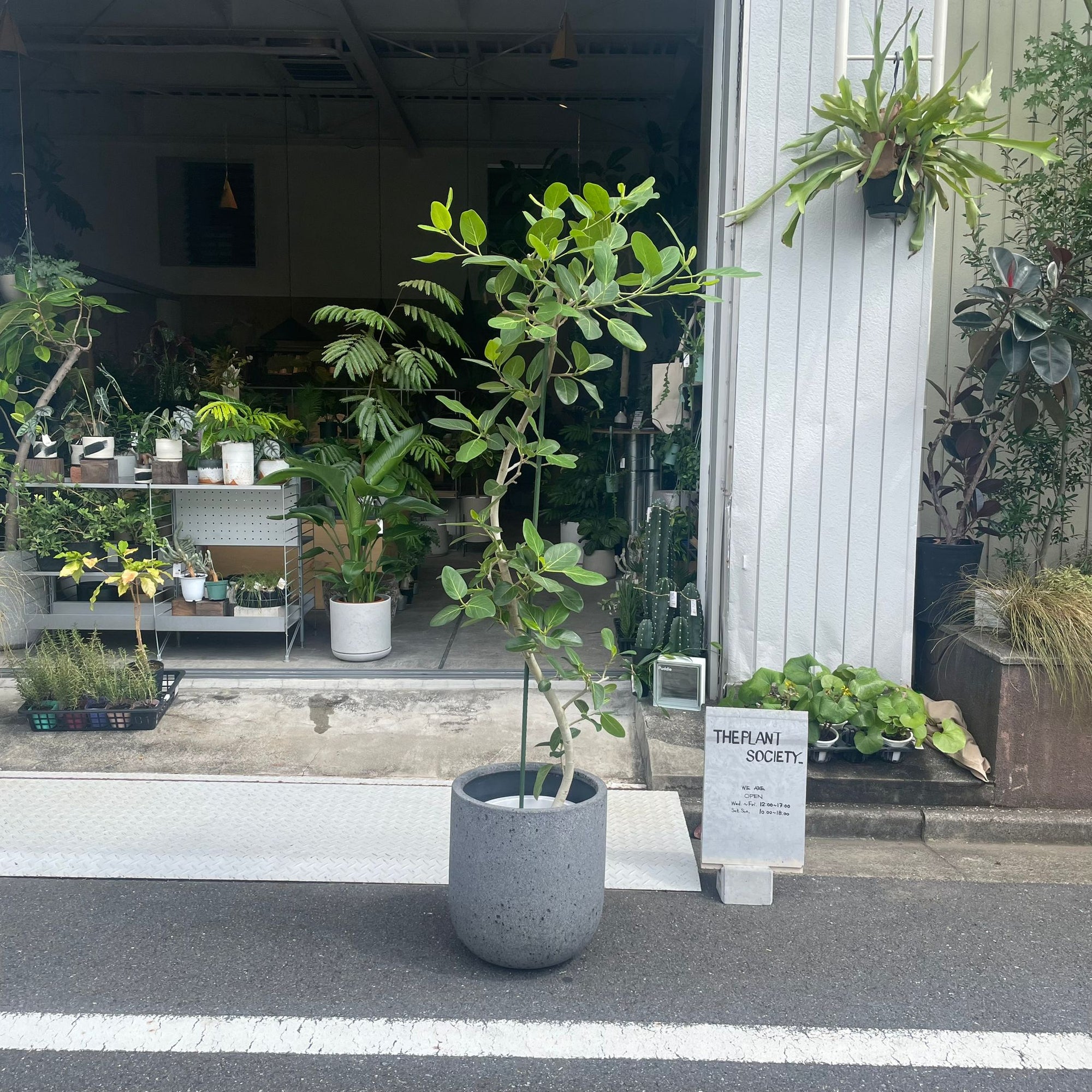 Ficus Audrey (Ficus benghalensis) フィカス  ベンガレンシス