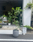 Ficus Audrey (Ficus benghalensis) フィカス  ベンガレンシス