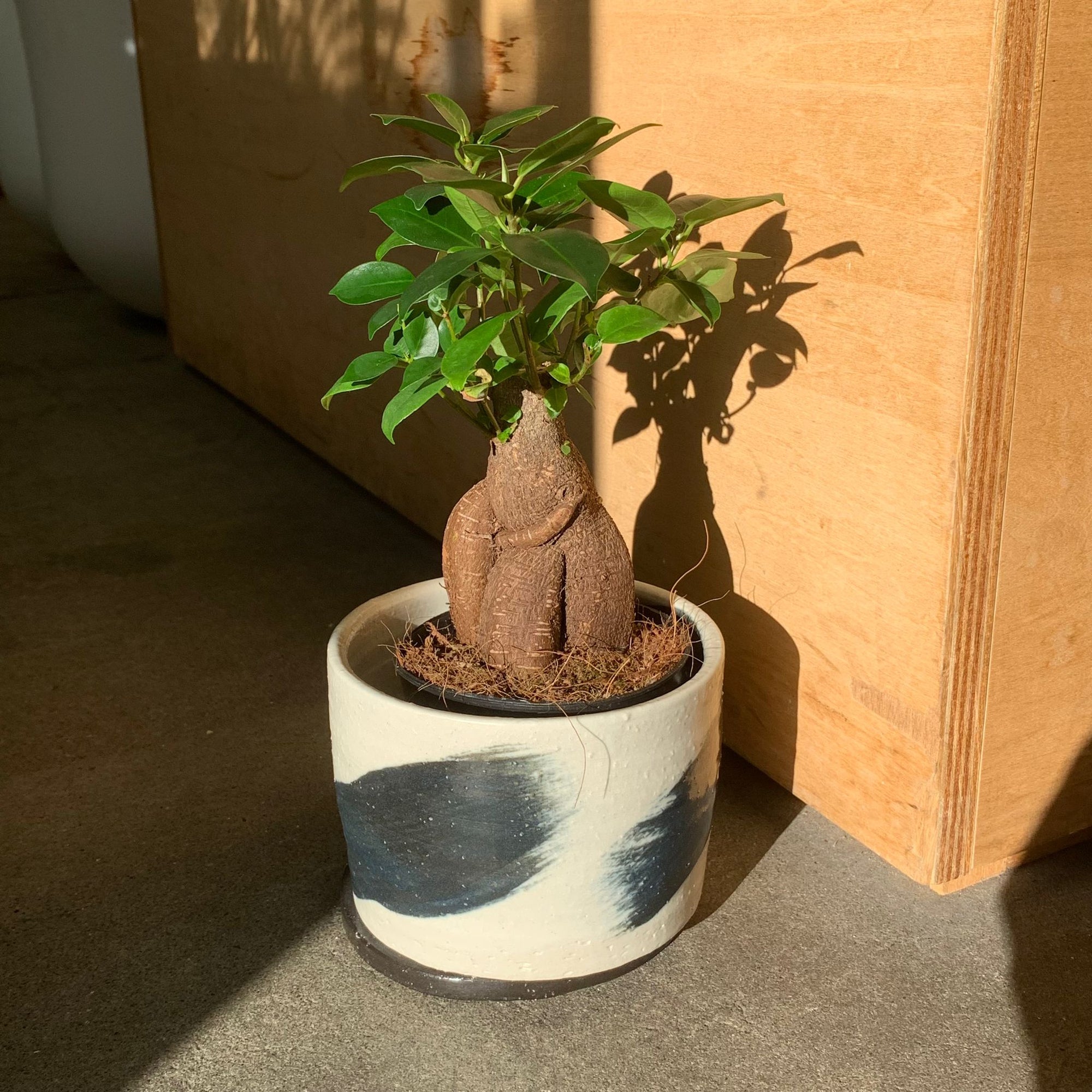 Ficus microcarpa ガジュマル