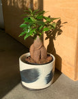 Ficus microcarpa ガジュマル