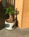 Ficus microcarpa ガジュマル