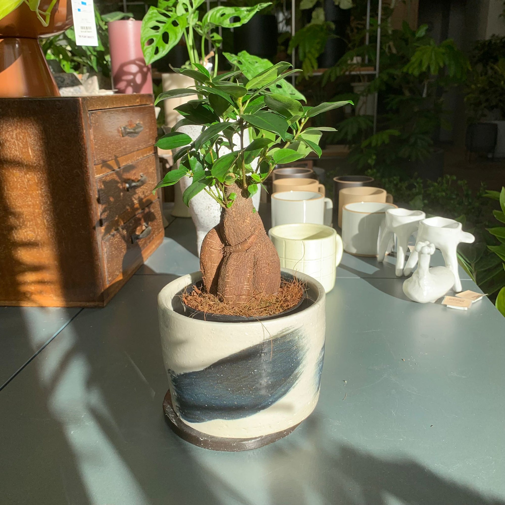 Ficus microcarpa ガジュマル