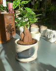 Ficus microcarpa ガジュマル