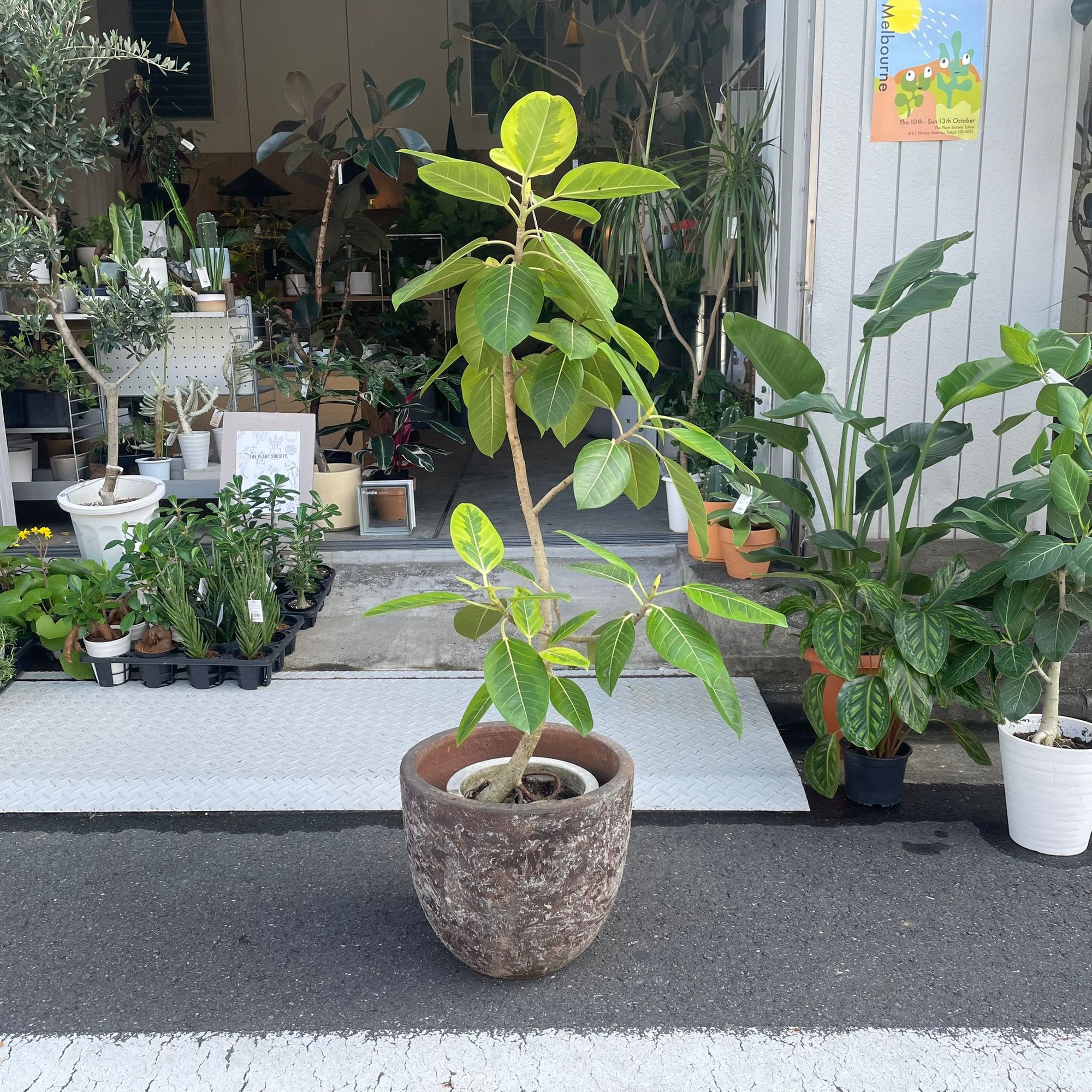 Ficus Altissima フィカス アルテシーマ