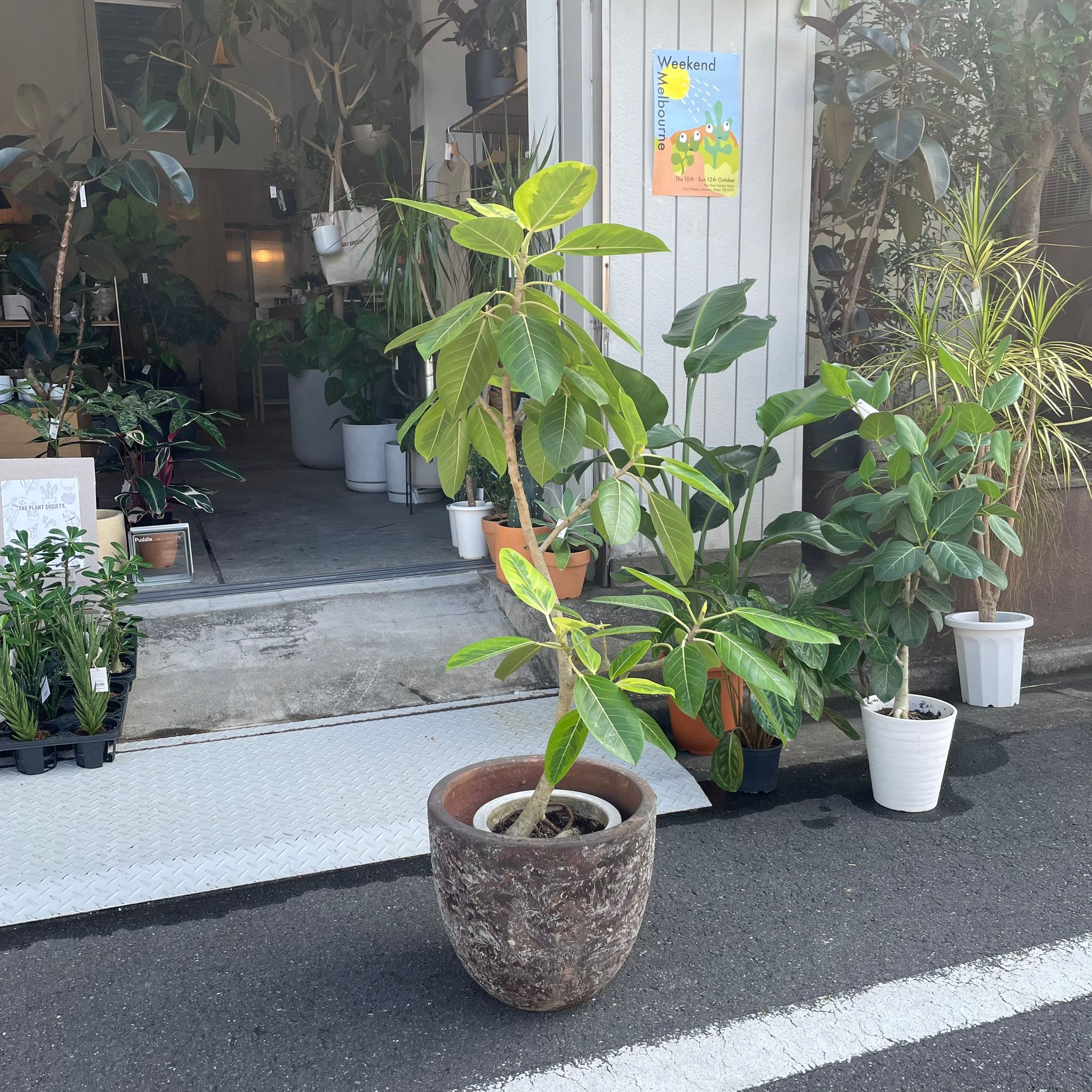 フィカス アルテシーマ I インドアプランツ I プラントソサエティトーキョーオンライン – THE PLANT SOCIETY TOKYO