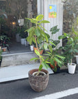 Ficus Altissima フィカス アルテシーマ