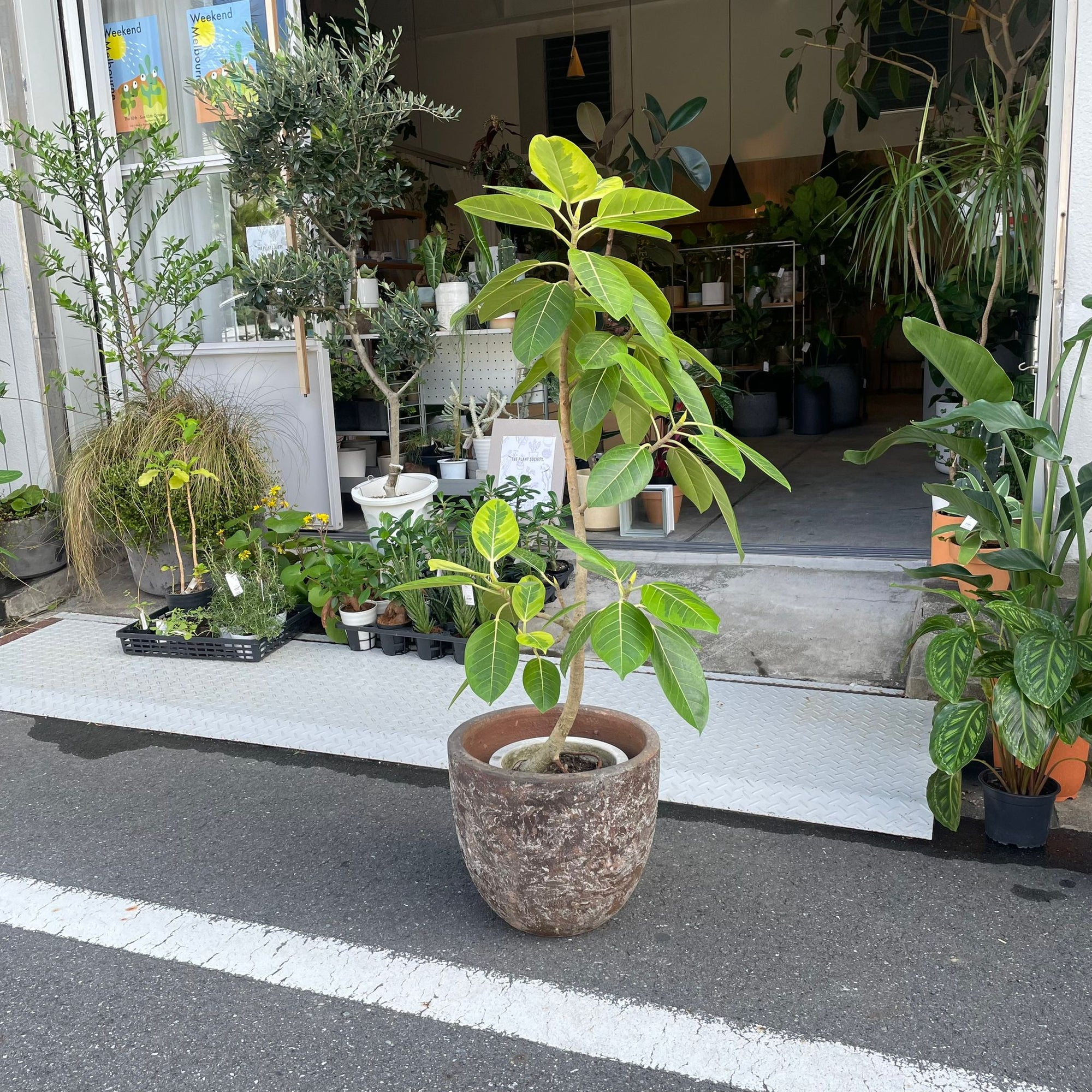 Ficus Altissima フィカス アルテシーマ