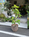 Ficus Altissima フィカス アルテシーマ