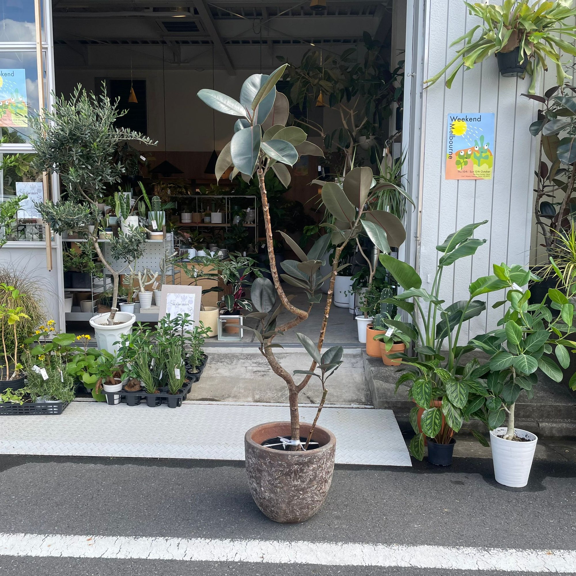 Rubber Plant (Ficus elastica &#39;Burgundy&#39;)フィカス バーガンディ