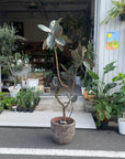 Rubber Plant (Ficus elastica 'Burgundy')フィカス バーガンディ