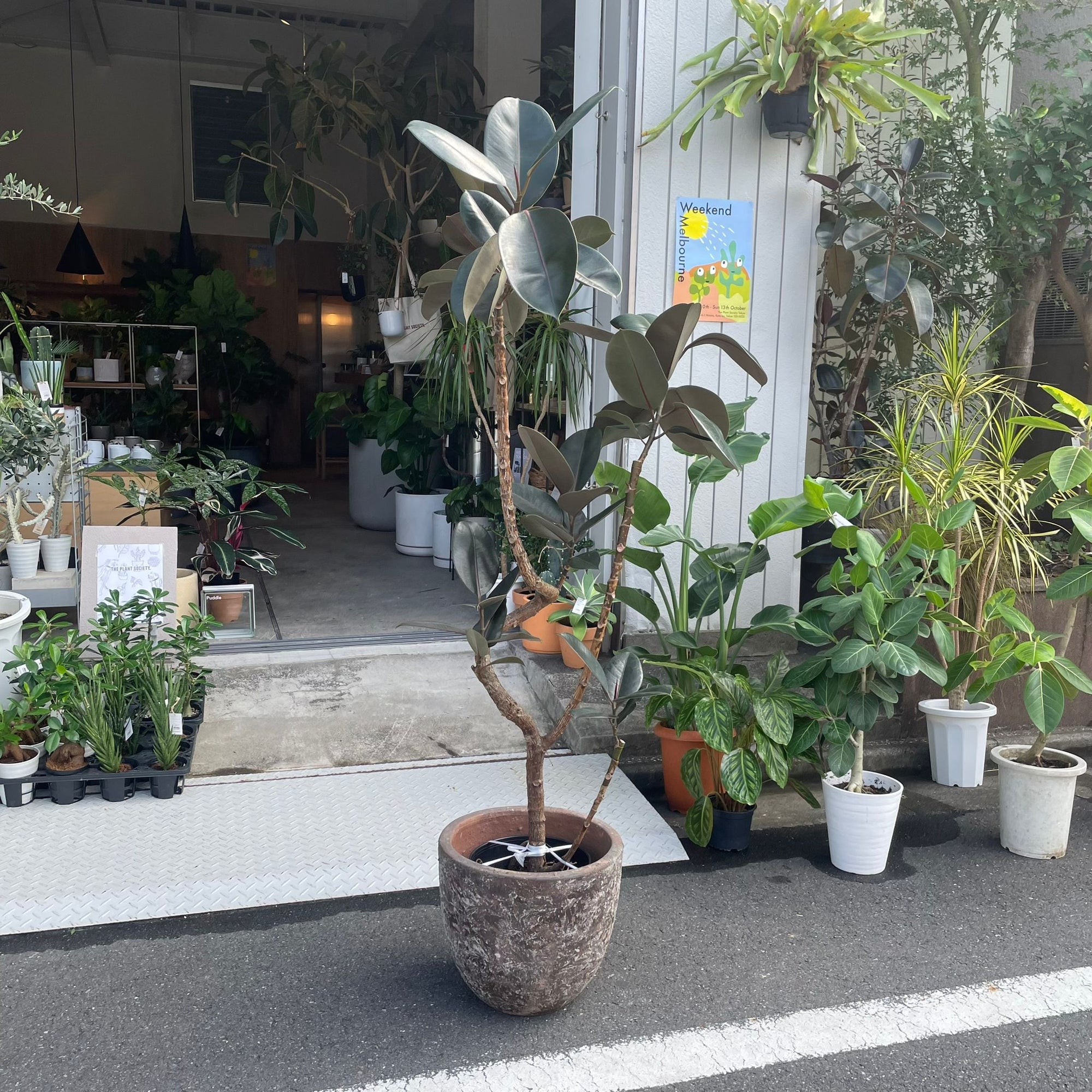 Rubber Plant (Ficus elastica &#39;Burgundy&#39;)フィカス バーガンディ