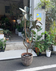 Rubber Plant (Ficus elastica 'Burgundy')フィカス バーガンディ