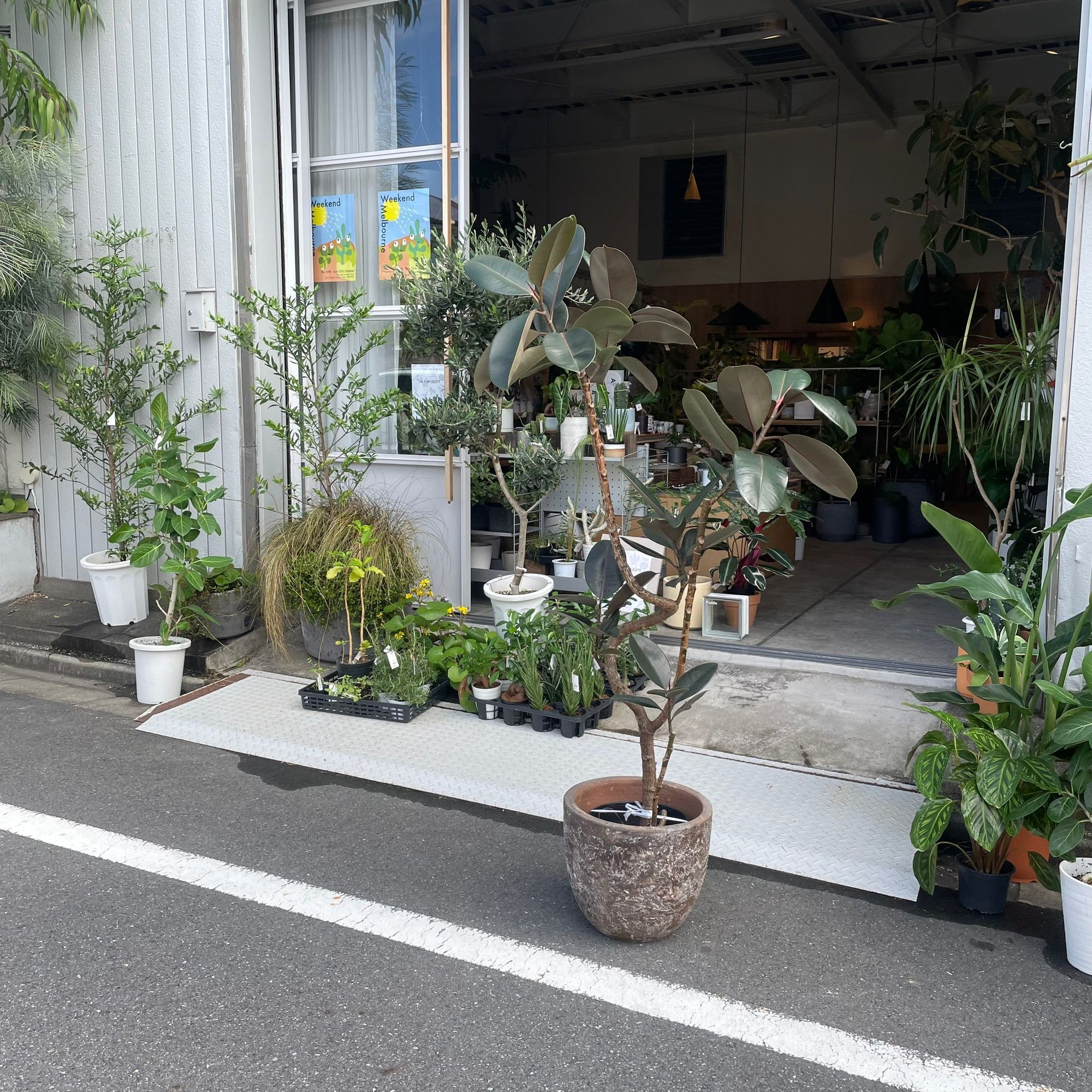 Rubber Plant (Ficus elastica &#39;Burgundy&#39;)フィカス バーガンディ