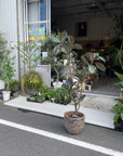 Rubber Plant (Ficus elastica 'Burgundy')フィカス バーガンディ