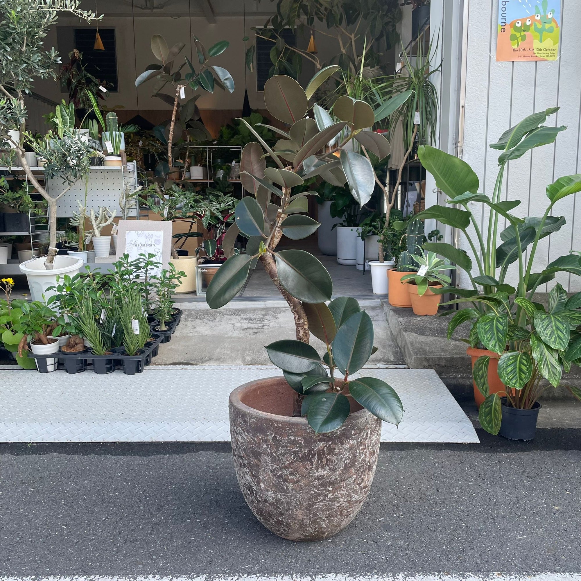 Rubber Plant (Ficus elastica &#39;Burgundy&#39;)フィカス バーガンディ