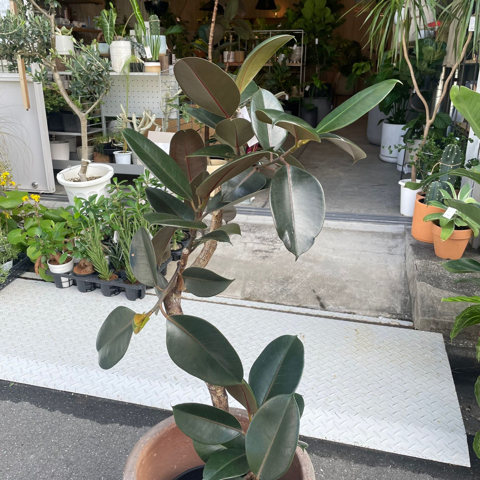 Rubber Plant (Ficus elastica &#39;Burgundy&#39;)フィカス バーガンディ