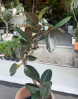 Rubber Plant (Ficus elastica 'Burgundy')フィカス バーガンディ