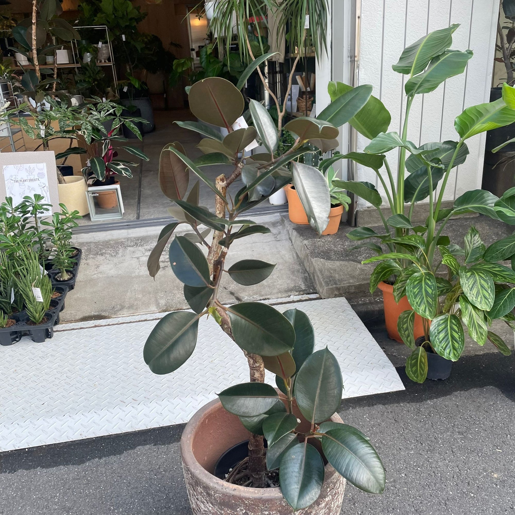 Rubber Plant (Ficus elastica &#39;Burgundy&#39;)フィカス バーガンディ