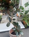 Rubber Plant (Ficus elastica 'Burgundy')フィカス バーガンディ