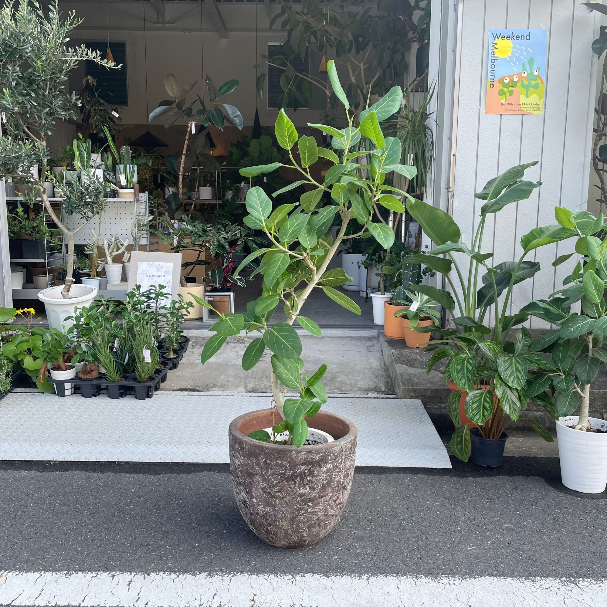 Ficus Audrey (Ficus benghalensis) フィカス  ベンガレンシス