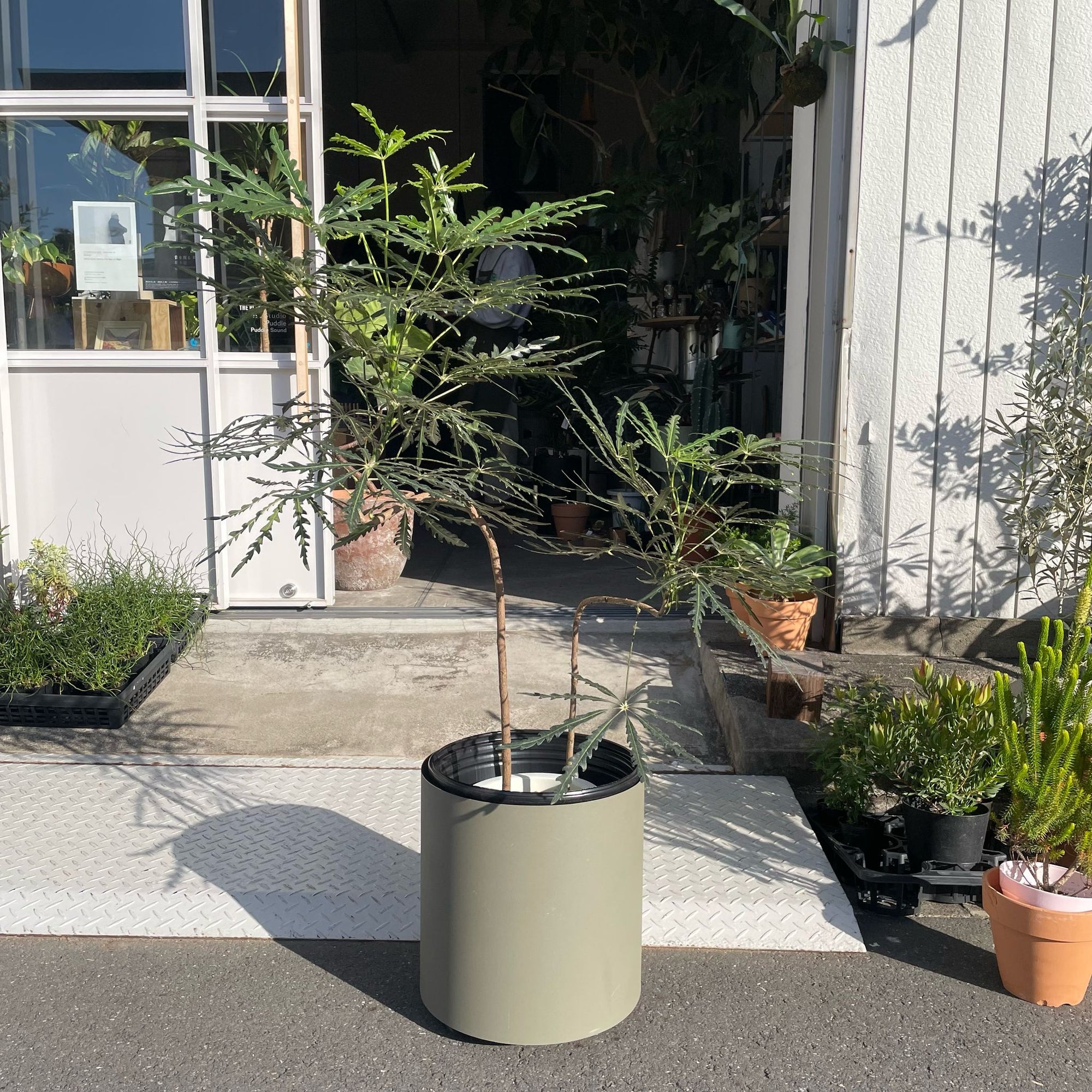 Schefflera elegantissima アラレヤ