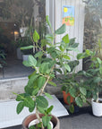 Ficus Audrey (Ficus benghalensis) フィカス  ベンガレンシス