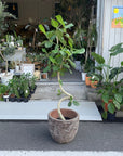 Ficus Audrey (Ficus benghalensis) フィカス  ベンガレンシス