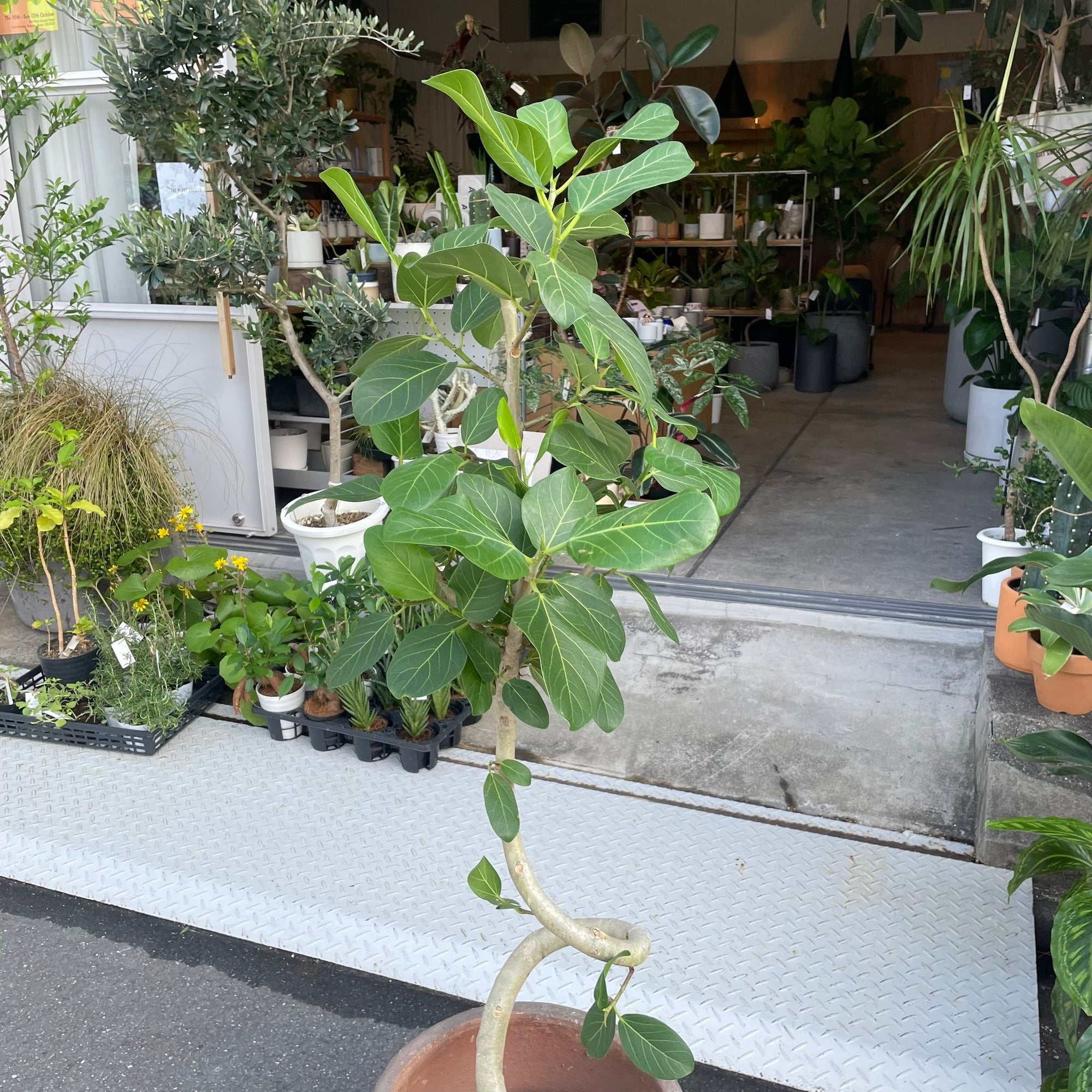 Ficus Audrey (Ficus benghalensis) フィカス  ベンガレンシス