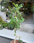 Ficus Audrey (Ficus benghalensis) フィカス  ベンガレンシス