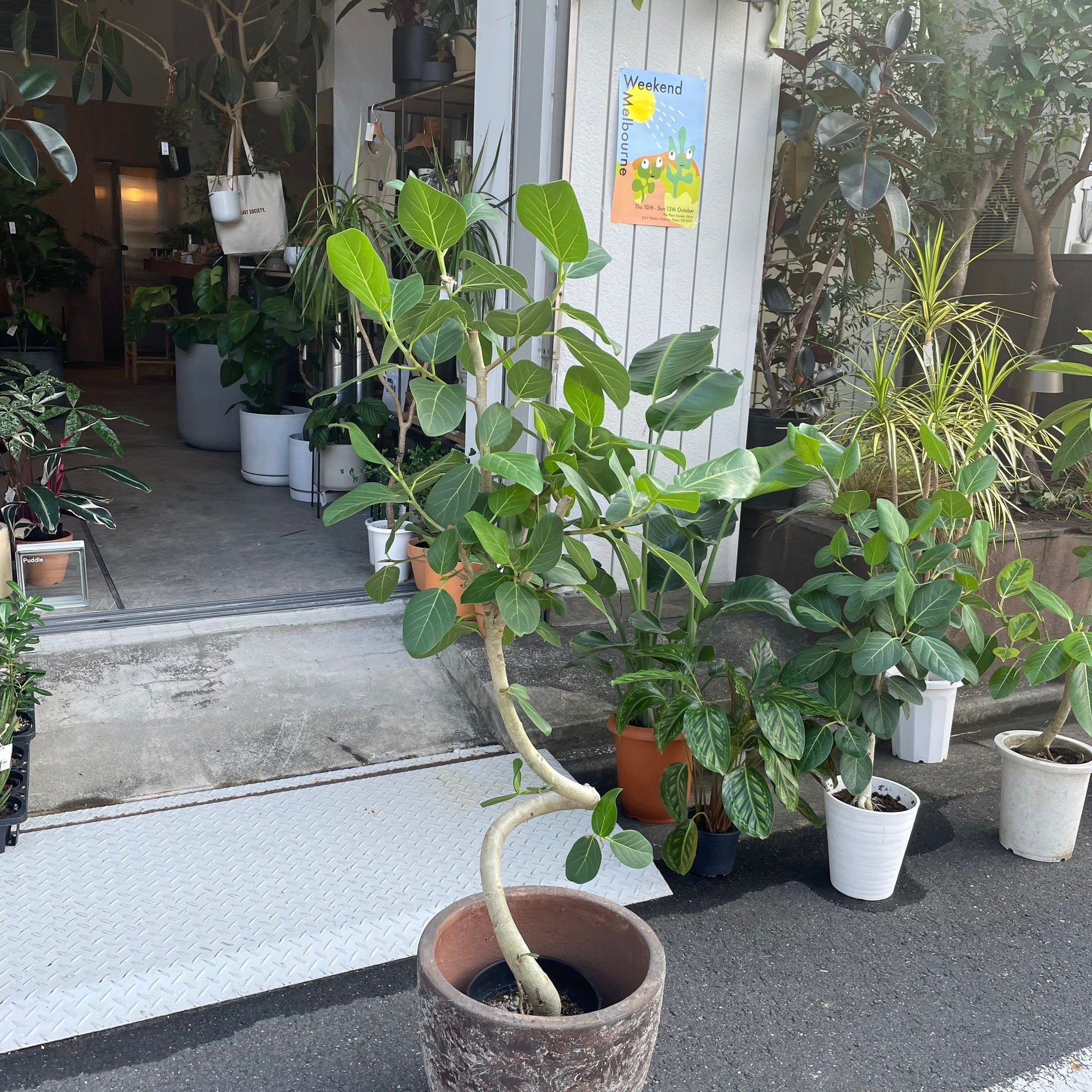 Ficus Audrey (Ficus benghalensis) フィカス  ベンガレンシス