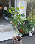 Ficus Audrey (Ficus benghalensis) フィカス  ベンガレンシス