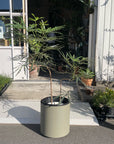 Schefflera elegantissima アラレヤ