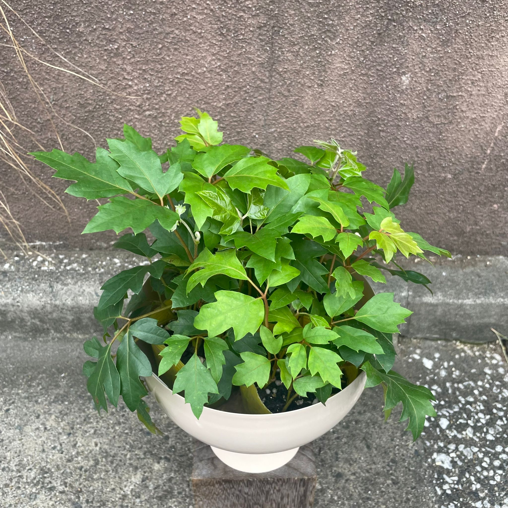 シッサス・エレンダニカ I インドアプランツ I プラントソサエティトーキョーオンライン – THE PLANT SOCIETY TOKYO