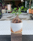 Ficus microcarpa ガジュマル