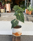 Anthurium clarinervium アンスリウム クラリネビューム