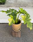 Philodendron selloum  フィロデンドロン　セローム