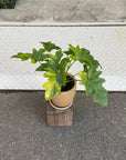 Philodendron selloum  フィロデンドロン　セローム