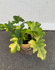 Philodendron selloum  フィロデンドロン　セローム