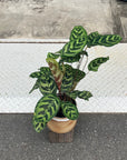 Calathea Jungle velvet  カラテア マコヤナ