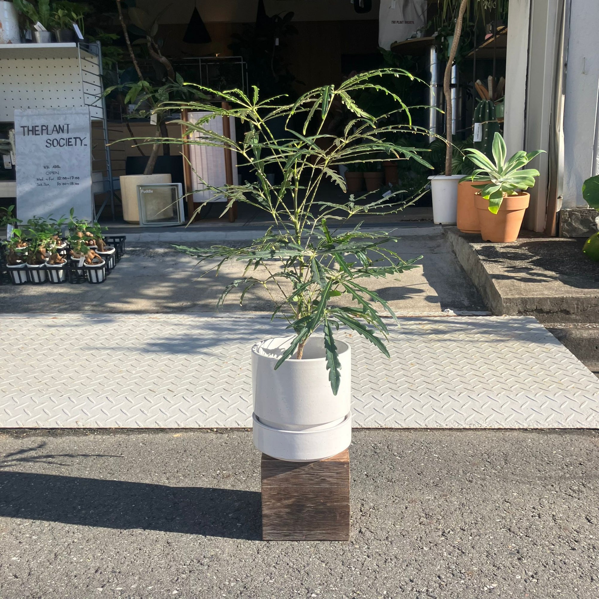 Schefflera elegantissima アラレヤ