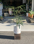 Schefflera elegantissima アラレヤ