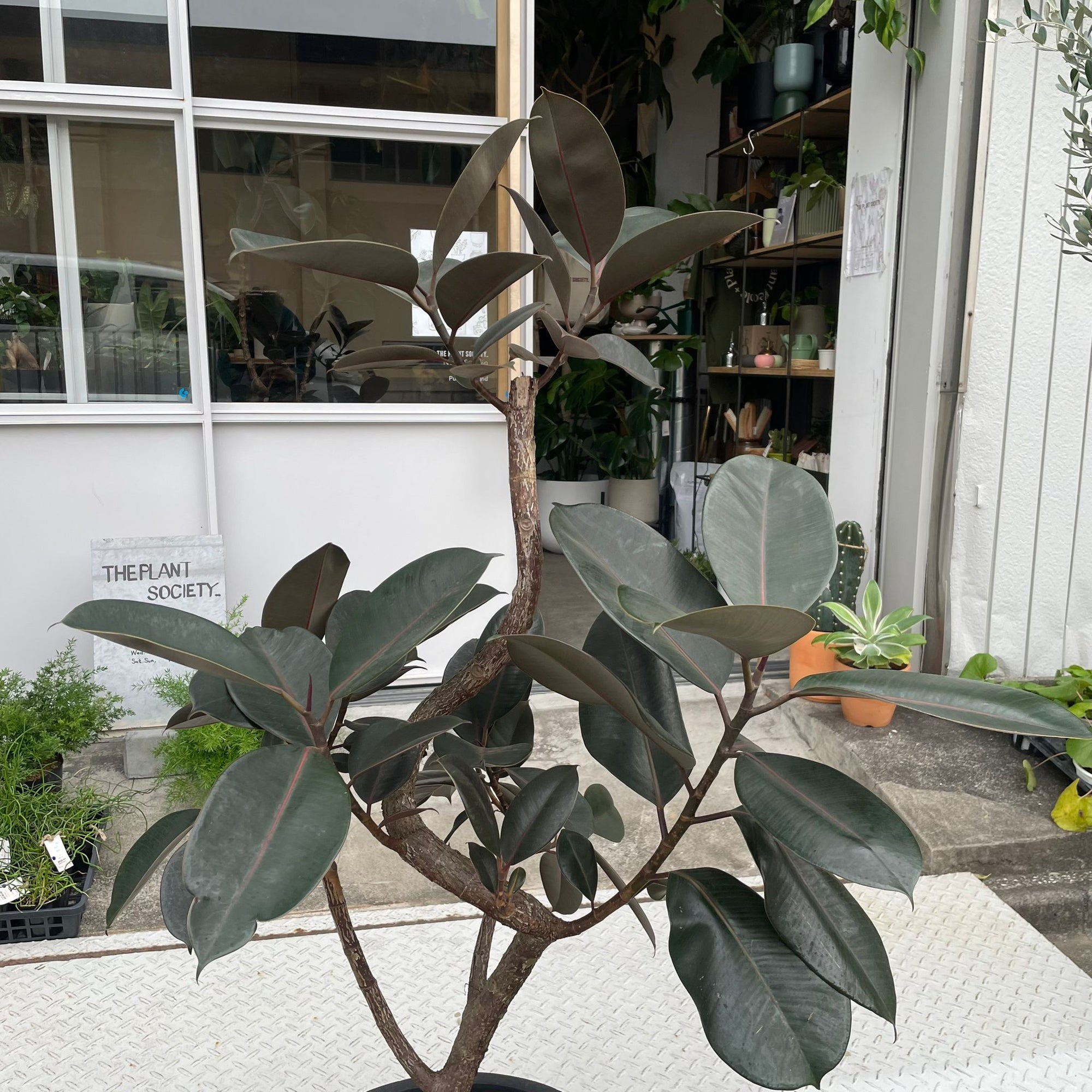 Rubber Plant (Ficus elastica &#39;Burgundy&#39;)フィカス バーガンディ