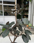 Rubber Plant (Ficus elastica 'Burgundy')フィカス バーガンディ