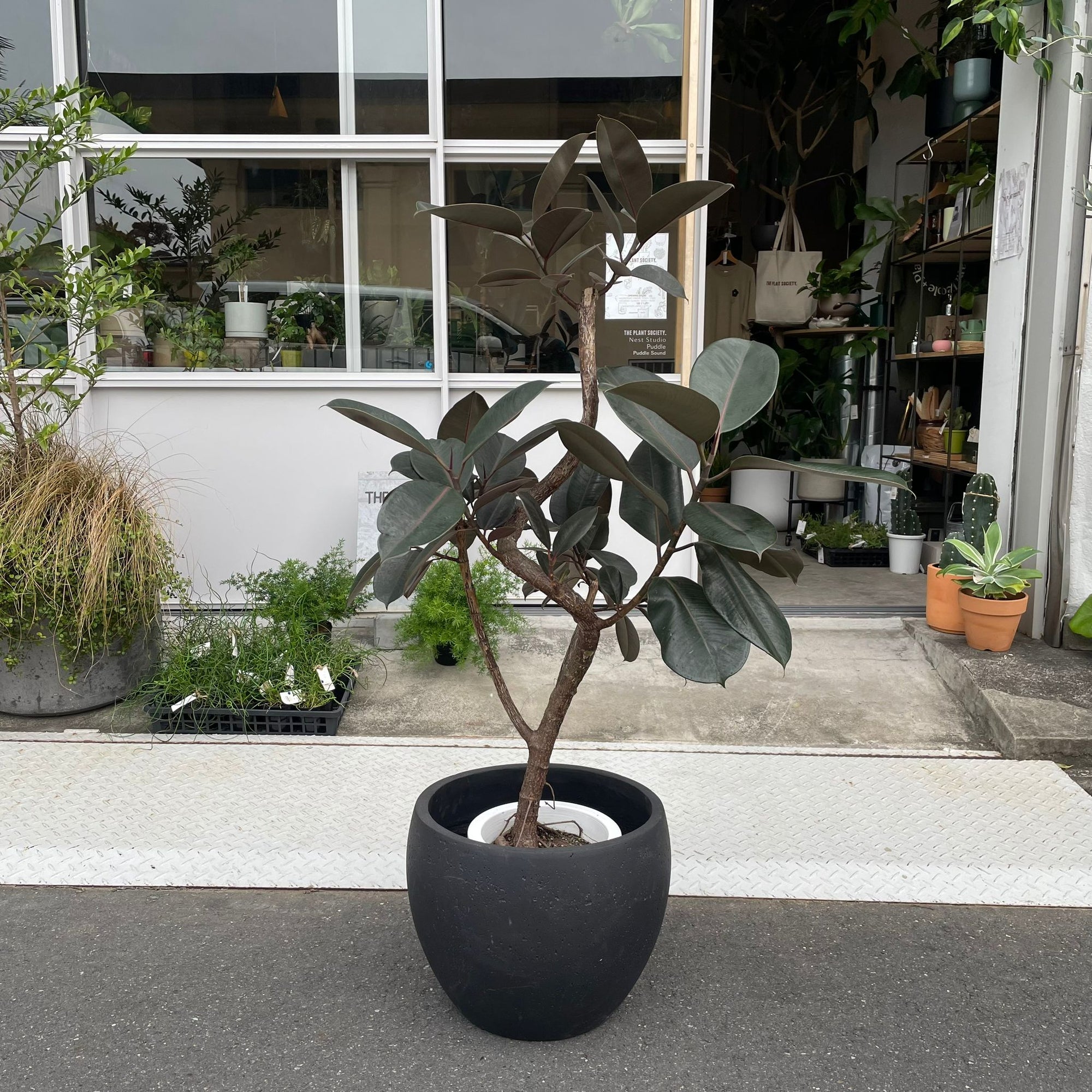 Rubber Plant (Ficus elastica &#39;Burgundy&#39;)フィカス バーガンディ