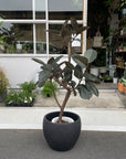 Rubber Plant (Ficus elastica 'Burgundy')フィカス バーガンディ