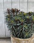 Euphorbia martinii Black Bird ユーフォルビア ブラックバード