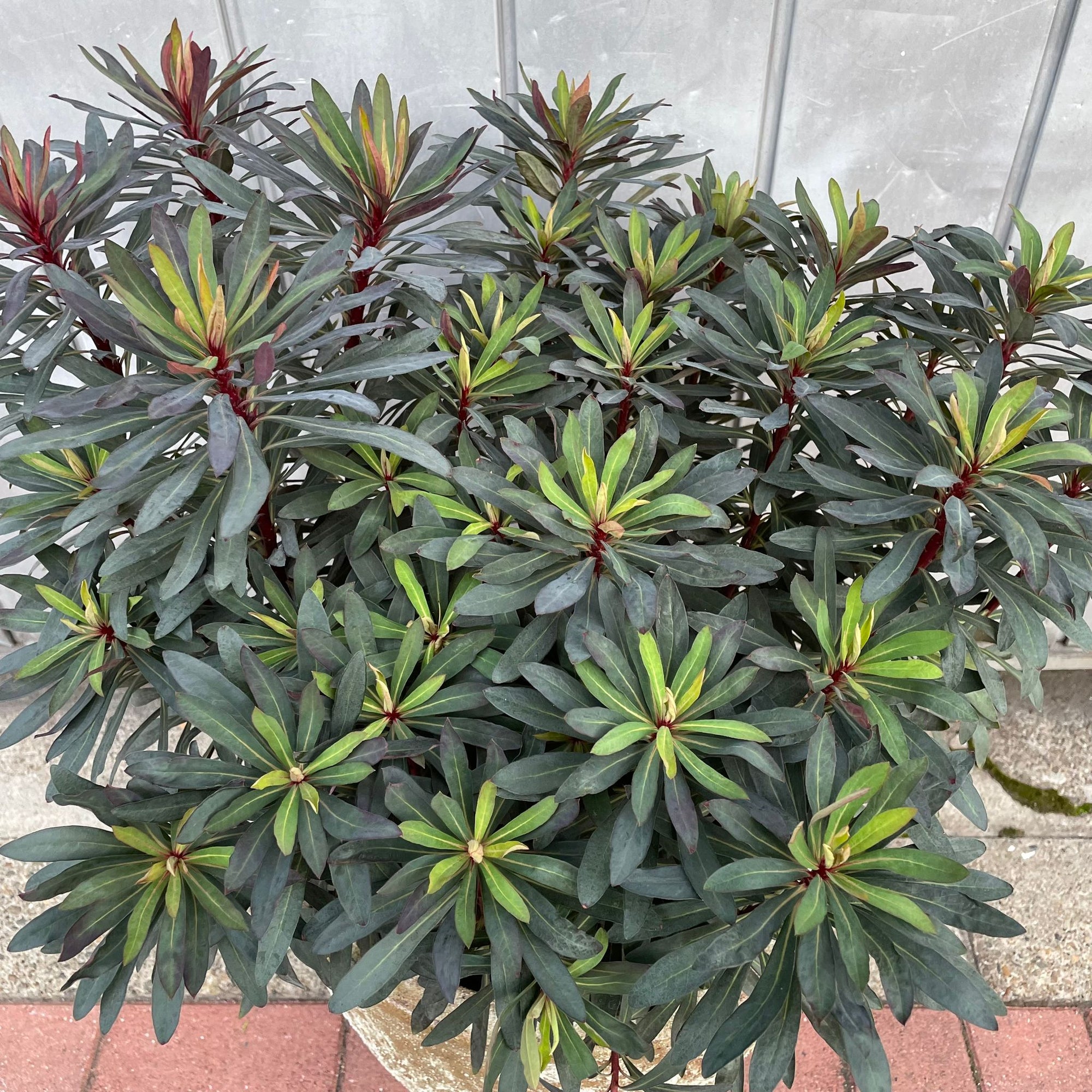 Euphorbia martinii Black Bird ユーフォルビア ブラックバード