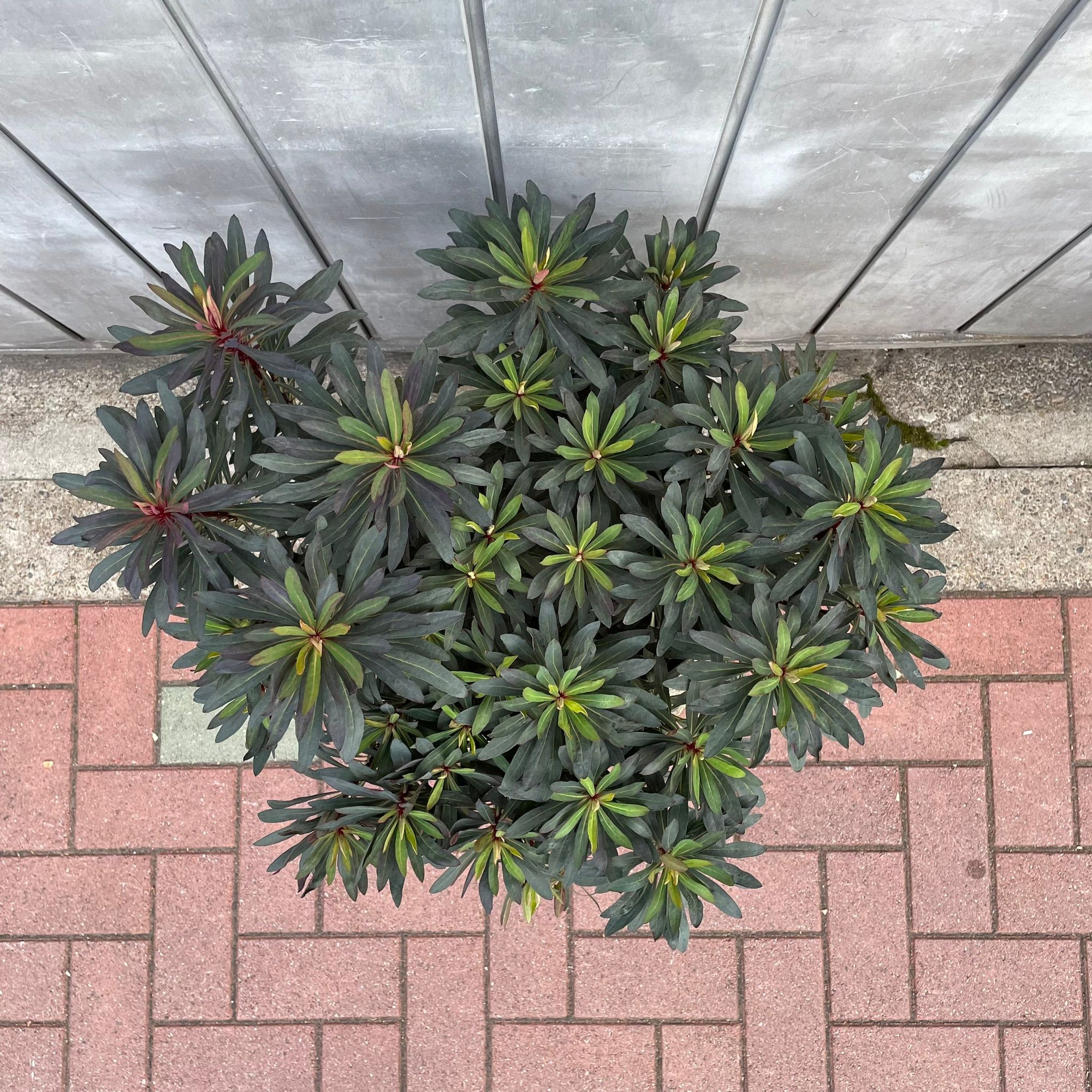 Euphorbia martinii Black Bird ユーフォルビア ブラックバード